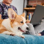 Understanding the Costs of Owning a Pembroke Welsh Corgi: What You Need to Know