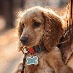 Pet ID Tags: A Simple Yet Essential Way to Protect Your Pets